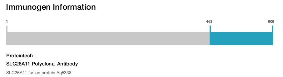 SLC26A11 Polyclonal Antibody