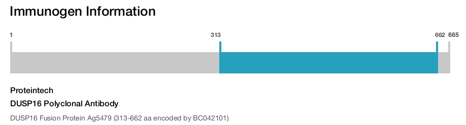 DUSP16 Polyclonal Antibody