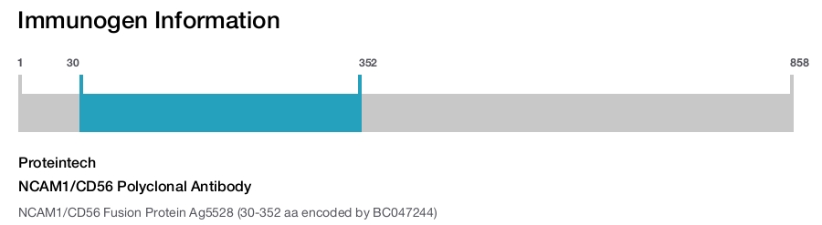 NCAM1/CD56 Polyclonal Antibody