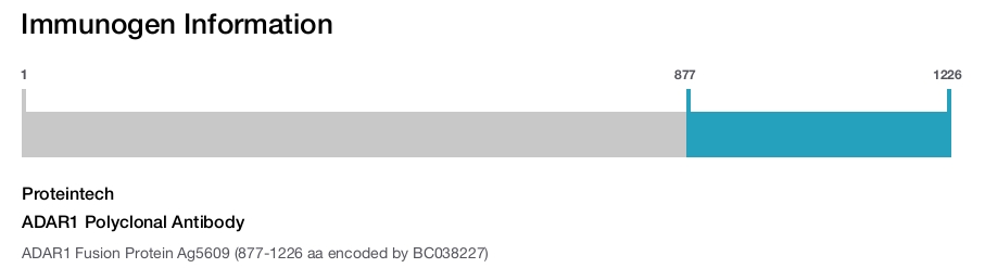 ADAR1 Polyclonal Antibody