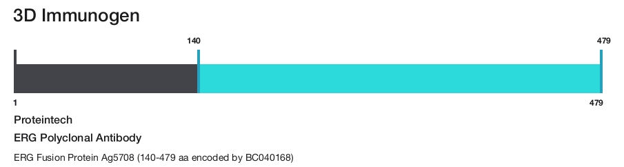 ERG Polyclonal Antibody