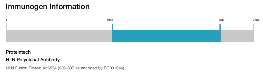 NLN Polyclonal Antibody