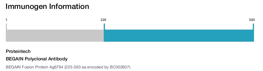BEGAIN Polyclonal Antibody