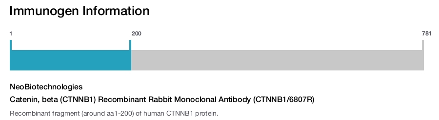 Catenin, beta (CTNNB1) Recombinant Rabbit Monoclonal Antibody (CTNNB1/6807R)