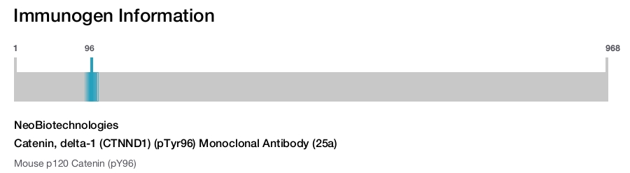Catenin, delta-1 (CTNND1) (pTyr96) Monoclonal Antibody (25a)