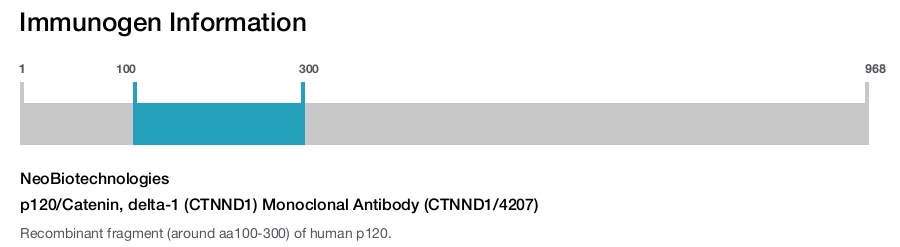 p120/Catenin, delta-1 (CTNND1) Monoclonal Antibody (CTNND1/4207)