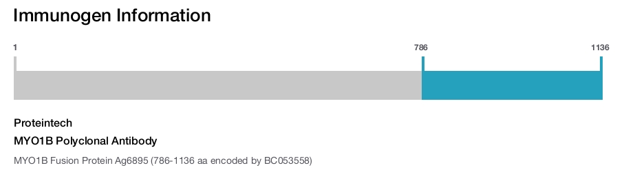 MYO1B Polyclonal Antibody