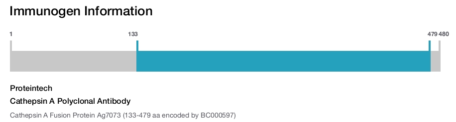 Cathepsin A Polyclonal Antibody