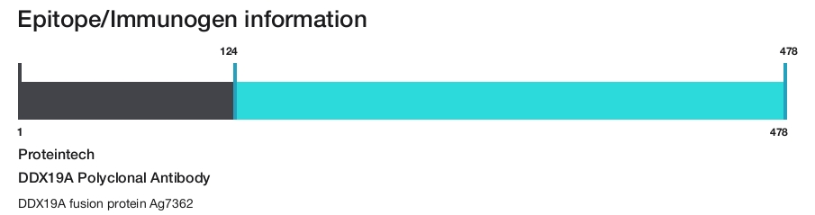 DDX19A Polyclonal Antibody