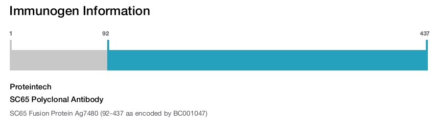 SC65 Polyclonal Antibody