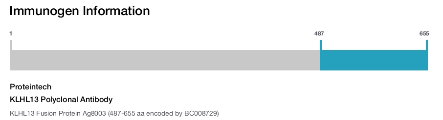 KLHL13 Polyclonal Antibody