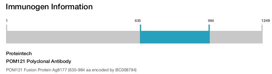 POM121 Polyclonal Antibody