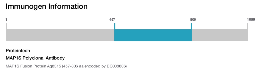 MAP1S Polyclonal Antibody