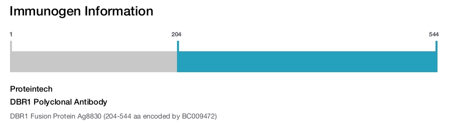 DBR1 Polyclonal Antibody