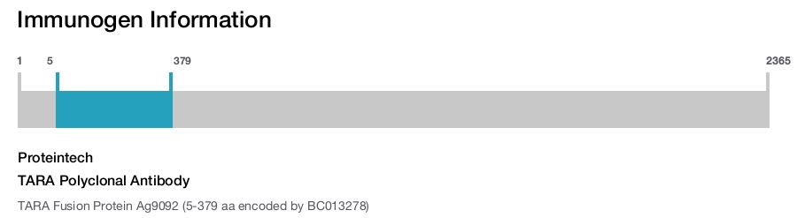 TARA Polyclonal Antibody