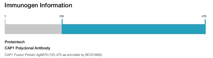 CAP1 Polyclonal Antibody
