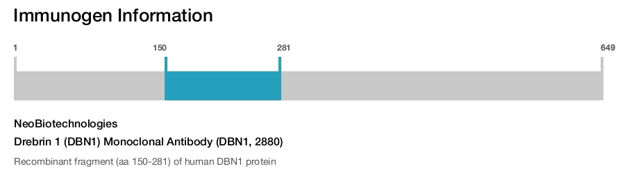 Drebrin 1 (DBN1) Monoclonal Antibody (DBN1, 2880)