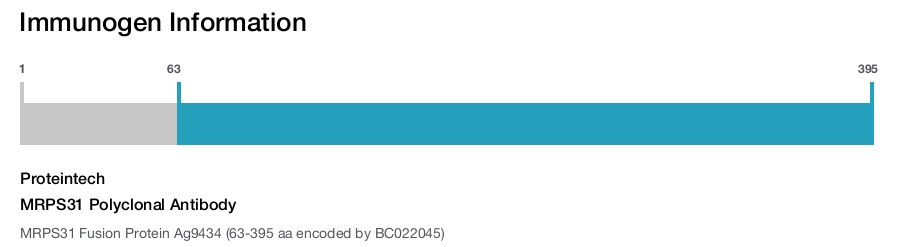 MRPS31 Polyclonal Antibody