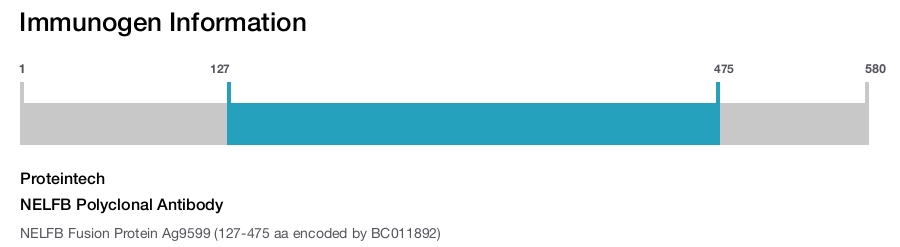 NELFB Polyclonal Antibody