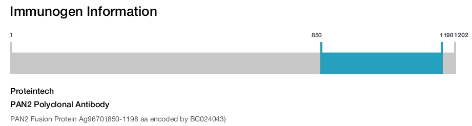 PAN2 Polyclonal Antibody