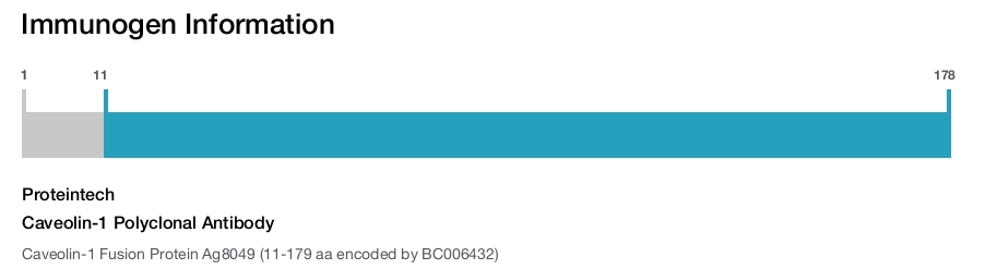 Caveolin-1 Polyclonal Antibody