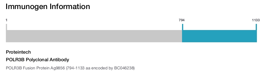 POLR3B Polyclonal Antibody