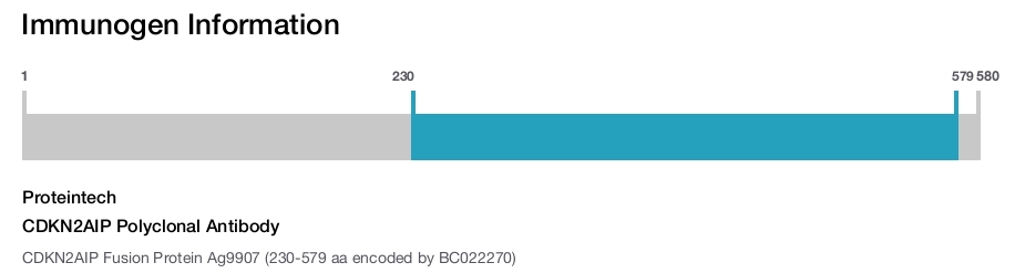 CDKN2AIP Polyclonal Antibody