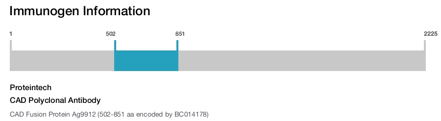 CAD Polyclonal Antibody