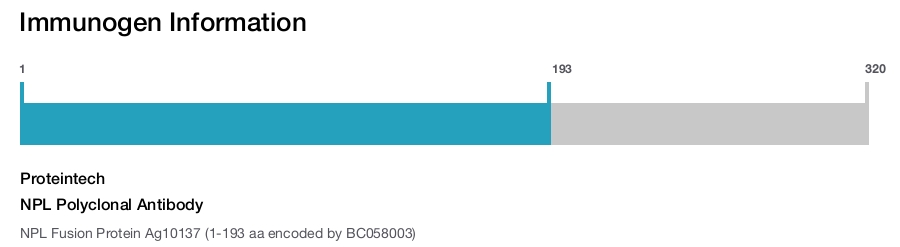 NPL Polyclonal Antibody