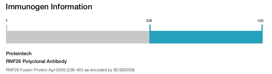 RNF26 Polyclonal Antibody