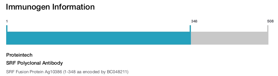 SRF Polyclonal Antibody