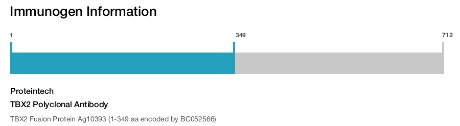 TBX2 Polyclonal Antibody