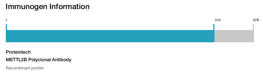 METTL2B Polyclonal Antibody