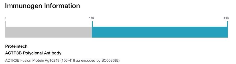 ACTR3B Polyclonal Antibody