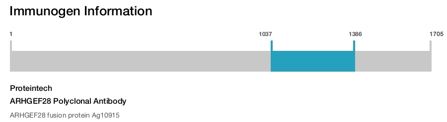 ARHGEF28 Polyclonal Antibody