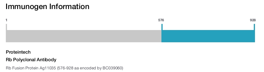 Rb Polyclonal Antibody
