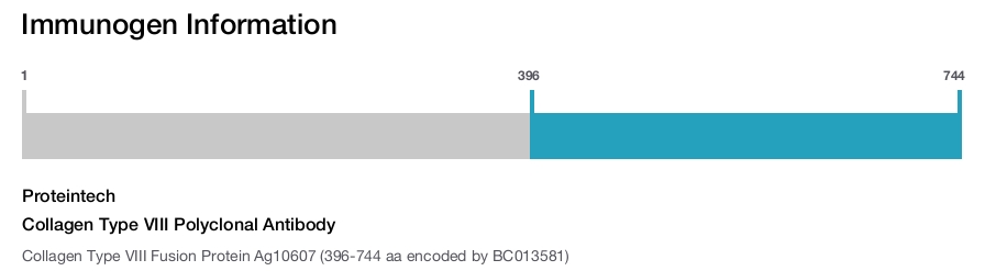 Collagen Type VIII Polyclonal Antibody