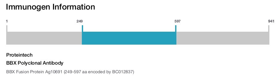 BBX Polyclonal Antibody