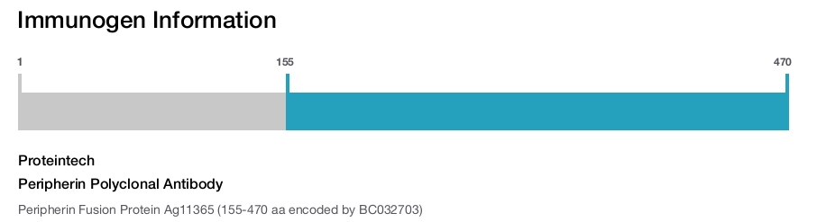 Peripherin Polyclonal Antibody