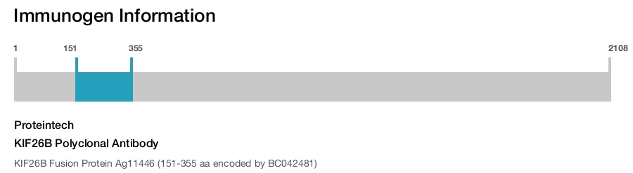 KIF26B Polyclonal Antibody