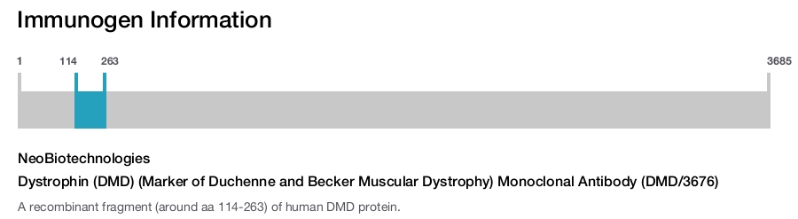 Dystrophin (DMD) (Marker of Duchenne and Becker Muscular Dystrophy) Monoclonal Antibody (DMD/3676)