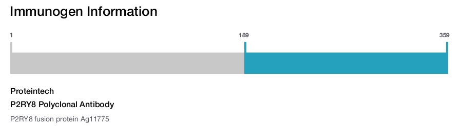 P2RY8 Polyclonal Antibody
