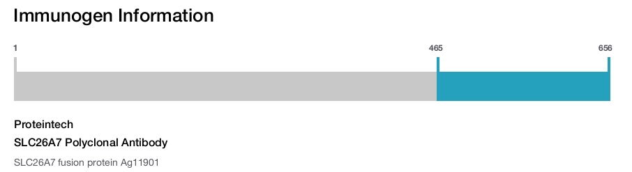 SLC26A7 Polyclonal Antibody