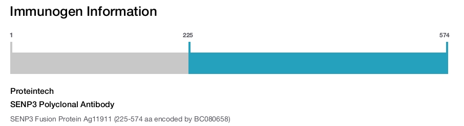 SENP3 Polyclonal Antibody