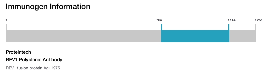 REV1 Polyclonal Antibody