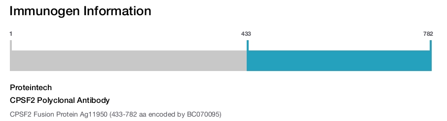 CPSF2 Polyclonal Antibody