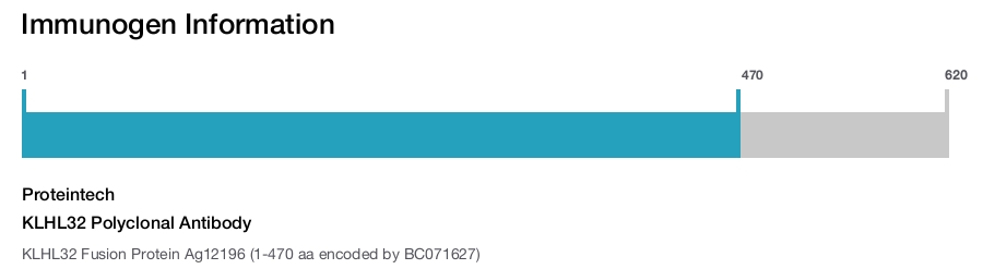KLHL32 Polyclonal Antibody