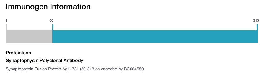 Synaptophysin Polyclonal Antibody
