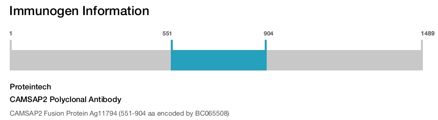 CAMSAP2 Polyclonal Antibody