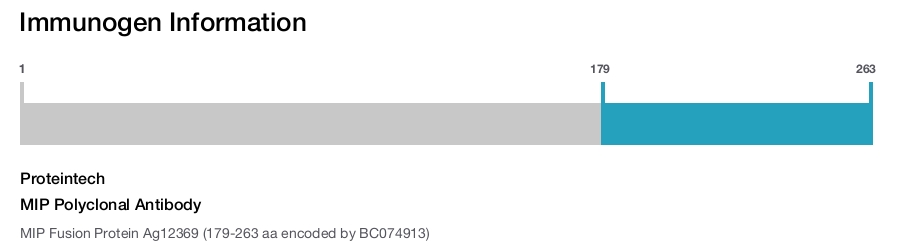 MIP Polyclonal Antibody